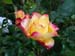 Annes_4